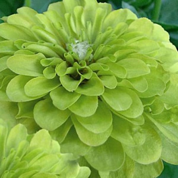 Zinnia "Pistachio" Monster Sized Seeds - GIGANTIC Sized Zinnia SEEDS! 5" Dahlia-Style Blooms - Free Shipping U.S. Residents (20 Seeds)