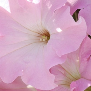 Pretty Pale Blushing Pink Petunia Seeds - PELLETED voor eenvoudig planten - Snelle GRATIS VERZENDING