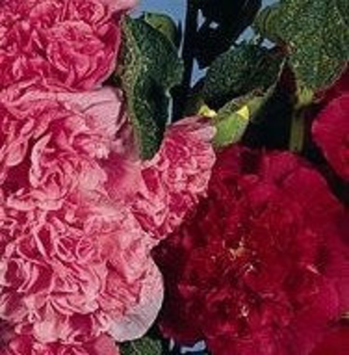 Hollyhock Charming Powderpuff Double Color Megamix SEEDS Etsy