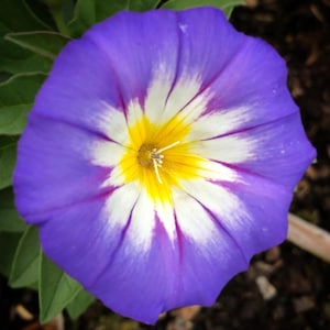 Convolvulus Blue Enchantment SEEDS 10 Seeds Similar to a Dwarf Morning Glory Flower Convolvulus tricolor image 1
