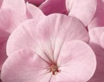 New Breathtaking Pale PINK Geranium SEEDS -- Fast FREE Shipping (10 Seeds) pelargonium Potted Patio Flowering Plants