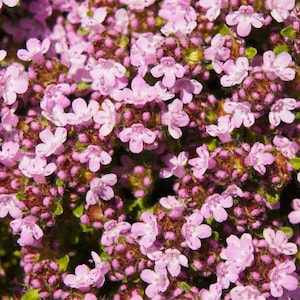 Blushing Pink Thyme - Thymus Serphyllum (25 Seeds) - Fast Free Shipping U.S.