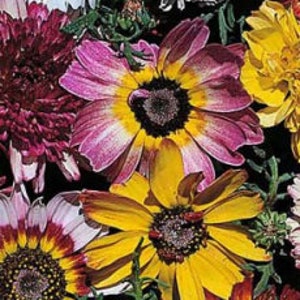 Chrysantheme "Color Extravaganza" -- Schneller kostenloser Versand U.S.  -- (40 Samen) C. carinatum Vibrierende üppige Farben und Muster