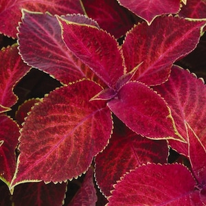 Vibrant Velvet Red Coleus Seeds -- (9 Seeds) Lush Red Leaves -- Fast Free Shipping -- Solenostemon scutellarioides