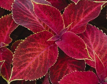 Vibrant Velvet Red Coleus Seeds -- (9 Seeds) Lush Red Leaves -- Fast Free Shipping -- Solenostemon scutellarioides