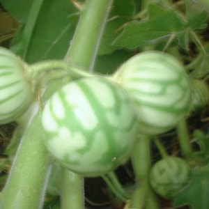 希少なインドのカンティカリハーブ種子 - Solanum xanthocarpum 迅速送料無料（35粒）