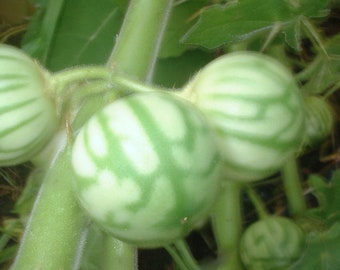 Rare India Kantikari Herb SEEDS - Solanum xanthocarpum Fast FREE SHIPPING (35 seeds)