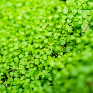 Charmante Minze Korsischer Mini MSP - Mentha Requieneii (20 Samen) - Schneller kostenloser Versand USA