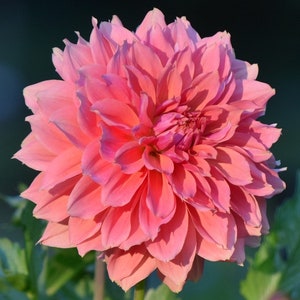 Puede incluir: Una gran flor de dalia rosa con muchos pétalos. La flor está en plena floración y tiene un aspecto delicado y rizado.