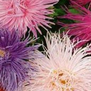 Aster Seeds &quot;Frilly Double Pompoms&quot; -- Fast Free Shipping US  -- (40 Seeds) Color Mix -- Delicate Spindly Petals - 5&quot; Blooms!