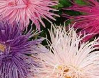 Frilly Double Pompom Aster Seeds – Delicate Spindly Petals, Color Mix