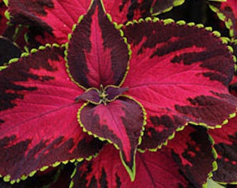 Stunning Coleus Seeds -- Chocolate Covered Cherry Variety -- (9 Seeds) Beautiful Red Variegated Leaves -- Fast Free Shipping US Residents