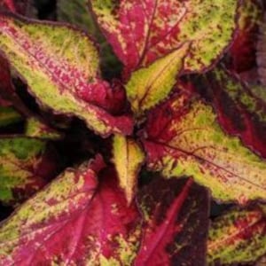 New Coleus Seeds -- Fiery Flamenco Rose -- FREE SHIPPING U.S. Orders --  (10 Seeds) Beautiful Rose Red & Lime Variegated Foliage
