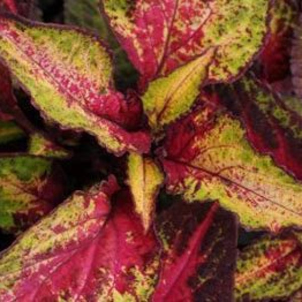 New Coleus Seeds -- Fiery Flamenco Rose -- FREE SHIPPING U.S. Orders --  (10 Seeds) Beautiful Rose Red & Lime Variegated Foliage