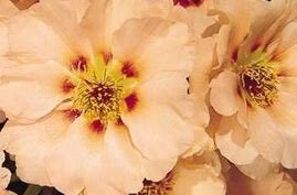 New Rose Moss Seeds "Peach Popsicle" -- Portulaca Grandiflora Peach Colored Blooms -- Fast Free Shipping U.S. -- (20 Seeds)