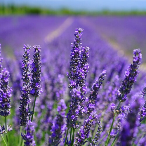 Lavender Seeds classic Spire Free Shipping 100 - Etsy