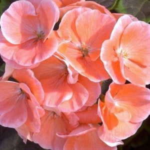 New "Pink Lemonade" Geranium / Pelargonium SEEDS -- Fast FREE Shipping (10 Seeds) pelargonium Potted Patio Flowering Plants - Salmon Color