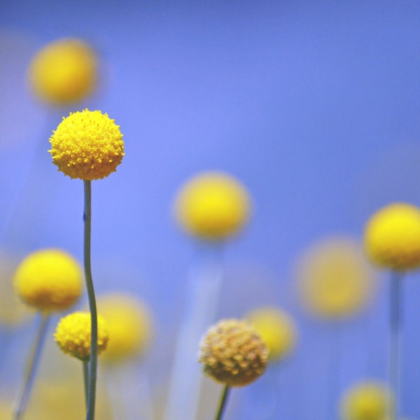 Whimsical Craspedia Globosa Drumstick - Billy Buttons (20 SEEDS) - Fast Free Shipping U.S. - Cottage Garden Flowers