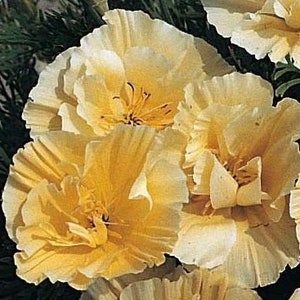 Poppy Seeds &quot;Buttercream Delight&quot; -- Papaver rhoeas -- Buttery Gold Yellow California Poppy Style Blooms -- Fast Free U.S. Shipping