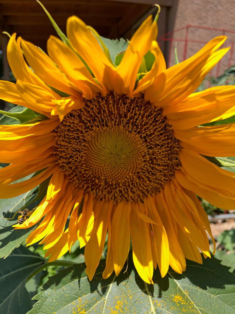Dwarf Sunspot Sunflower Seeds – Compact Cottage Garden Variety - Etsy