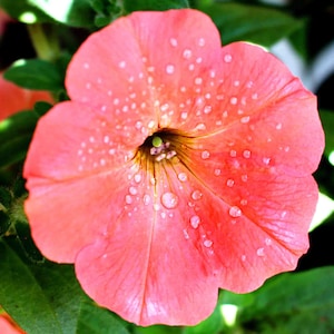 Pretty CORAL (oranje-roze) gekleurde petuniazaden - unieke kleurtwist -- (15 zaden) snelle gratis verzending Ingezetenen van de VS