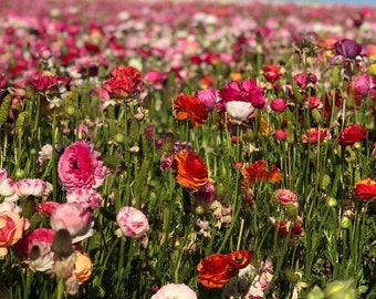 Cottage Garden Mohnblumen Mix - SAMEN - Double Flowers - Papaver Rhoeas - Rosa Rot Weiß Versandkostenfrei - Shirley Poppy