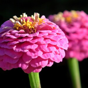 Zinnia Pom Pom Mix (Dwarf) Seeds - Dainty Whimsical DOUBLE Pompon Blooms - Free Shipping U.S. Residents (30 Seeds)