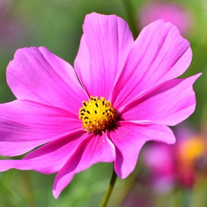 COSMOS Seeds &quot;Luscious Blushing Pink Champagne&quot;  -- Cosmos bipinnatus -- Free Shipping US Residents (14 Seeds) Attracts Butterflies