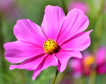 COSMOS Seeds "Luscious Blushing Pink Champagne"  -- Cosmos bipinnatus -- Free Shipping US Residents (14 Seeds) Attracts Butterflies
