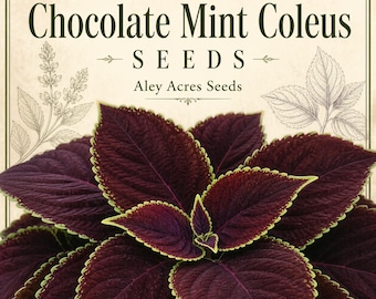 New Chocolate Mint Coleus SEEDS -- Fast FREE SHIPPING U.S. Orders -- Houseplant Shade Plants -- Patio Potted or Garden Accents (9 Seeds)