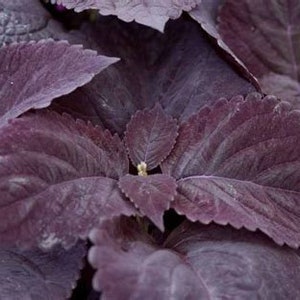 New Coleus Samen Reiche Burgund-Pflaume Serierte Blätter - KOSTENLOSER VERSAND US-Bestellungen - (10 Samen) Heirloom Coleus