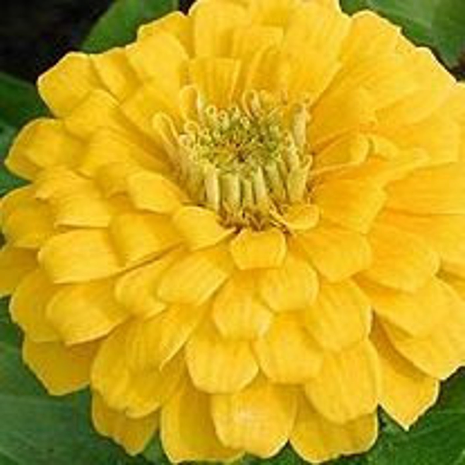 Vibrant Yellow Giant Zinnia Seeds Fast FREE SHIPPING Etsy