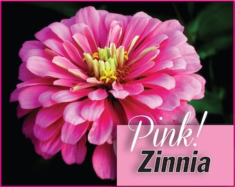 PINK Stunner -- GIANT Double Pink Zinnia Flowers -- Seeds -- Enchantress Rose FREE Shipping (10 Seeds)