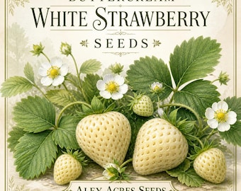 Wild Strawberry **Seeds** "Buttercream White"  – (30 Seeds)