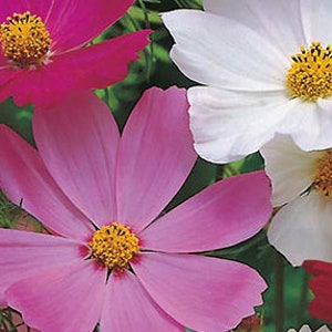 Gorgeous Cosmos MegaMix - Multi Color Seeds! FREE SHIPPING -- Old Fashioned Classic Garden Flowers