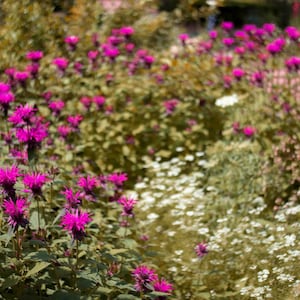 Bee Balm Monarda Astromontana (Enano) MAUVE Flower Seeds - Mariposas, Colibríes, Polinizadores Envío Gratis (10 semillas)