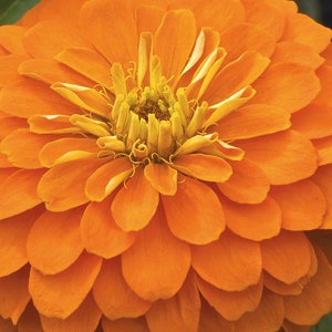 Candy Orange Zinnia Seeds -- GIGANTIC MONSTER Sized Zinnia SEEDS! 5" Dahlia-Style Blooms -- Free Shipping U.S. Residents (30 Seeds)
