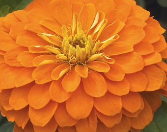 Candy Orange Zinnia Seeds -- GIGANTIC MONSTER Sized Zinnia SEEDS! 5" Dahlia-Style Blooms -- Free Shipping U.S. Residents (30 Seeds)