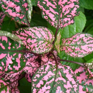 May include: Close-up of a plant with pink and green leaves. The leaves have a mottled pattern of pink and green.
