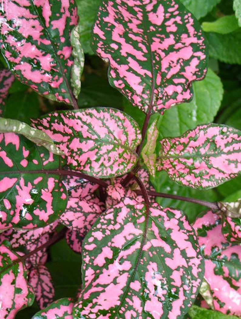 May include: Close-up of a plant with pink and green leaves. The leaves have a mottled pattern of pink and green.