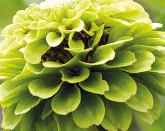 Heirloom Lovely GREEN Giant Zinnia Seeds -- Fast FREE SHIPPING -- Stunning Chartreuse Color -- Envy -- 10 Seeds