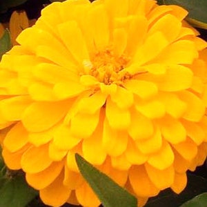 Zinnia "Golden Creamsicle" Seeds - GIGANTIC Sized Zinnia SEEDS! 5" Dahlia-Style Blooms - Free Shipping U.S. Residents (30 Seeds)