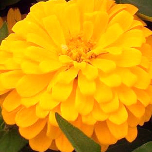 Zinnia "Golden Creamsicle" Seeds - GIGANTIC Sized Zinnia SEEDS! 5" Dahlia-Style Blooms - Free Shipping U.S. Residents (30 Seeds)