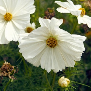 COSMOS Seeds Double and Semi Double White -- Cosmos bipinnatus -- Free Shipping US Residents (14 Seeds) Cottage Garden Attracts Butterflies