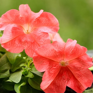 Petunia Seeds Dwerg lichtgevend koraalroze-oranje petuniazaden - elegante enkele bloemen -- (15 zaden) Snelle gratis verzending Inwoners van de VS