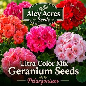 Graines de géranium Ultra Color Mix – Pelargonium zonale (15 graines)