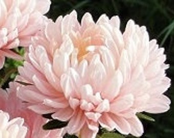 Aster Seeds "Apricot Jam" -- Double Chrysanthemum Style Blooms -- Aster Duchesse -- Fast Free Shipping U.S.  -- (50 Seeds)