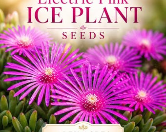 Ice Plant "Electric Pink" **Seeds** (25 Seeds)