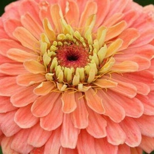 Blushing Champagne Orange-Pink Zinnia Seeds - GIGANTIC Sized Zinnia SEEDS! 5" Dahlia-Style Blooms - Free Shipping U.S. Residents (30 Seeds)