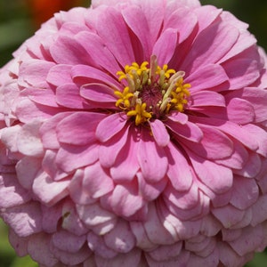 PINK Luminosa -- Double Pink Zinnia Flowers -- Seeds -- Dahlia Style Blooms -- FREE Shipping U.S. Residents (30 Seeds)